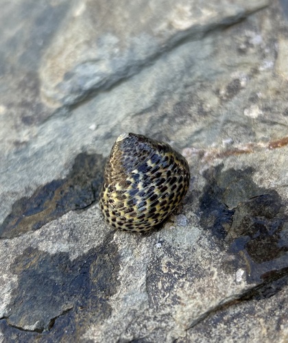 Phorcus turbinatus