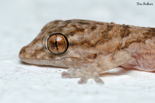 Tarentola angustimentalis