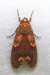 Coiffaitarctia steniptera image