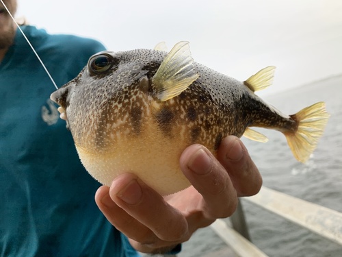 Southern Puffer