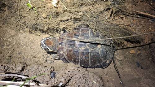 Khorat Snail-eating Turtle