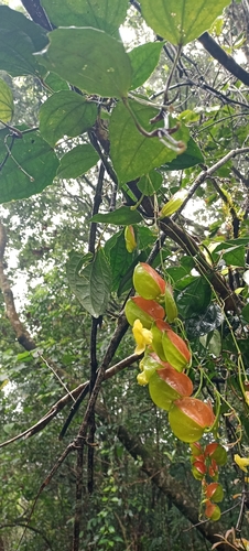 Bicolor Clockvine (Thunbergia bicolor)