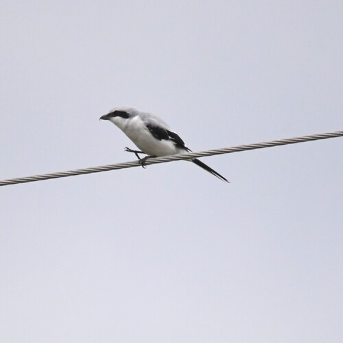 Great Gray Shrike