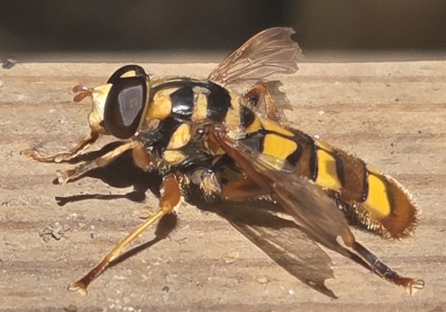 Unknown species found near Morristown, Tennessee, EE. UU.