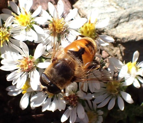 Unknown species found near Middlesex, VT, USA