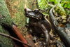 Colombian Giant Toad - Photo (c) andriusp, all rights reserved, uploaded by andriusp