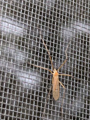 Unknown species found near Somersworth, NH, USA