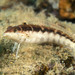 Wavy Grubfish - Photo (c) Ian Shaw, all rights reserved, uploaded by Ian Shaw