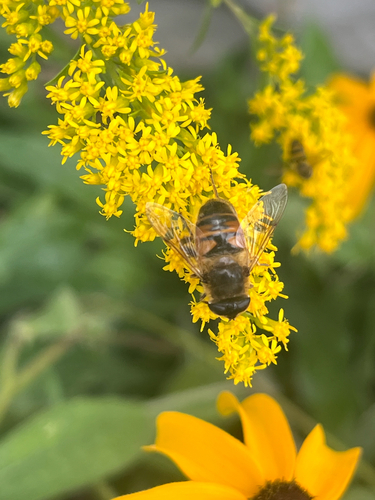 Unknown species found near N 23rd Ave W, Duluth, MN, US