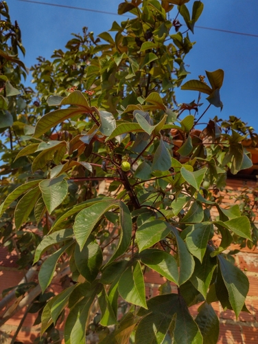 Bellyache Bush