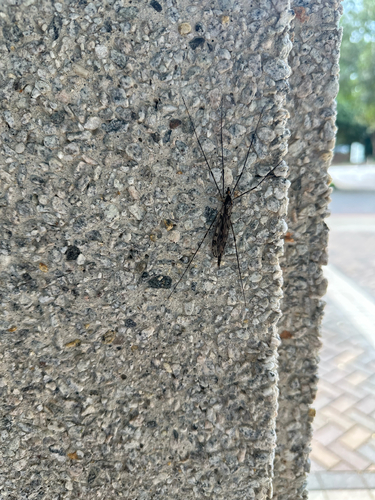 Unknown species found near Great Oaks Way, Alpharetta, GA, US