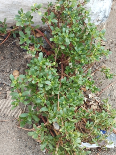 Common Purslane