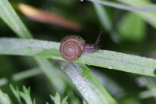 Trochulus hispidus
