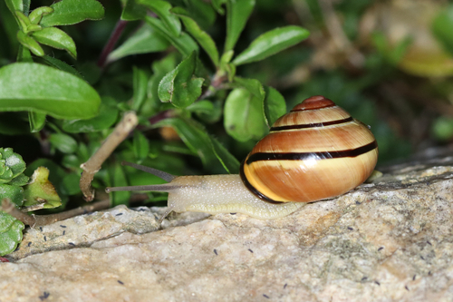Cepaea nemoralis