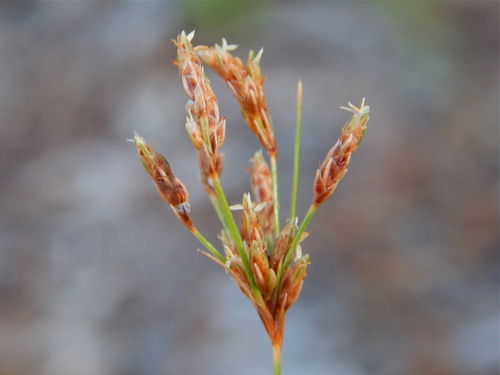 Bulbostylis ciliatifolia (Elliott) Fernald