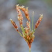 Capillary Hairsedge - Photo (c) Jeff Stauffer, all rights reserved, uploaded by Jeff Stauffer