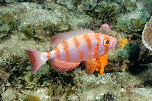 Crescent-tail Bigeye