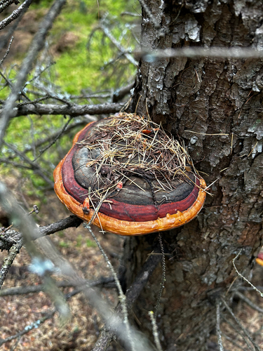 Northern Red Belt