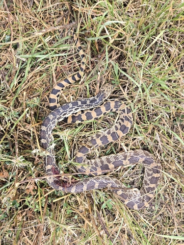Gopher Snake