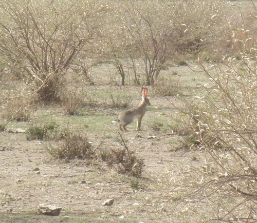 Ethiopian Hare (Lepus fagani) — Least Concern Mammalia
