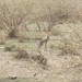 Hares and Jackrabbits (Genus Lepus) · iNaturalist.org