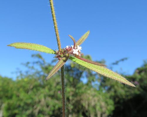 pineland false buttonweed (Spermacoce tetraquetra)