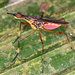 Neriidae - Photo (c) gernotkunz, todos los derechos reservados