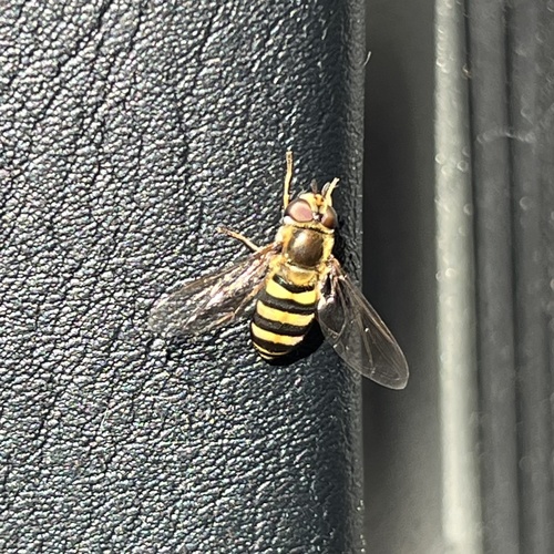 Unknown species found near August Derleth Park, Sauk City, WI, US