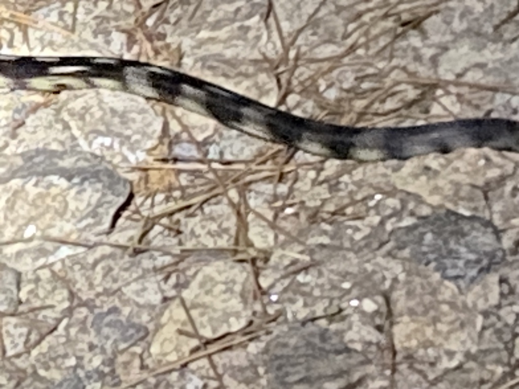 Colubrine Snakes from Hickory Knob State Resort Park, McCormick, SC, US ...