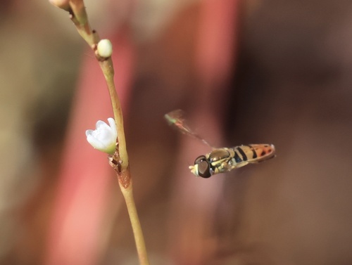 Unknown species found near Smythe Farm Rd, Memphis, TN, US