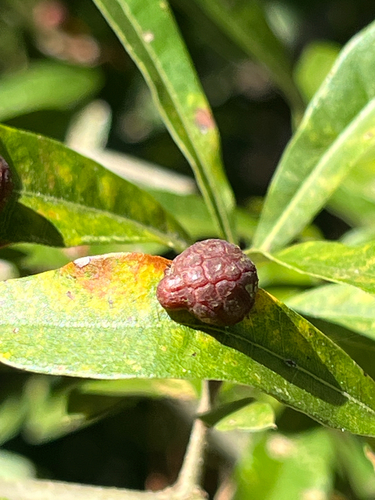 Unknown species found near Stoney Creek Ct, Mableton, GA, US