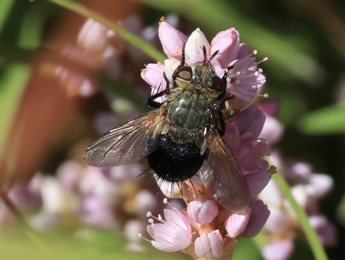 Unknown species found near Smythe Farm Rd, Memphis, TN, US