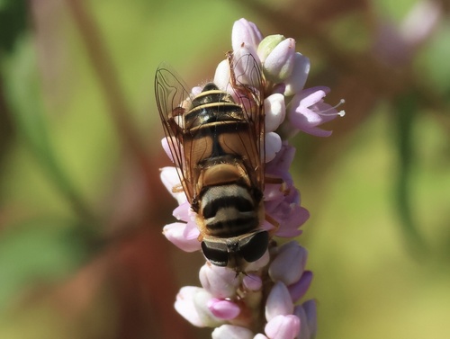 Unknown species found near Smythe Farm Rd, Memphis, TN, US