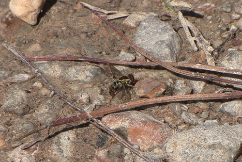 Unknown species found near Sam D. Hamilton Noxubee National Wildlife Refuge Admin Building and Visitor Contact Station, 13723 Bluff Lake Rd, Starkville, MS 39759, USA