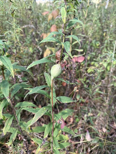 Unknown species found near U.S. Forest Service Huron - Manistee NFs, Oscoda, MI, US