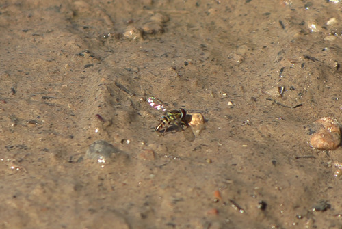 Unknown species found near Sam D. Hamilton Noxubee National Wildlife Refuge Admin Building and Visitor Contact Station, 13723 Bluff Lake Rd, Starkville, MS 39759, USA