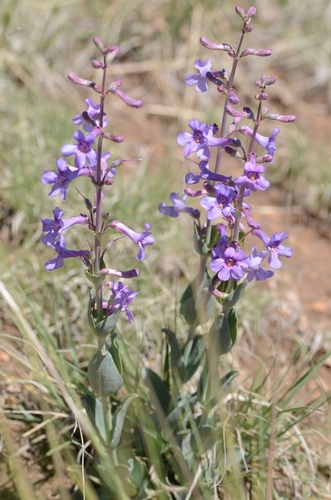 Penstemon fendleri