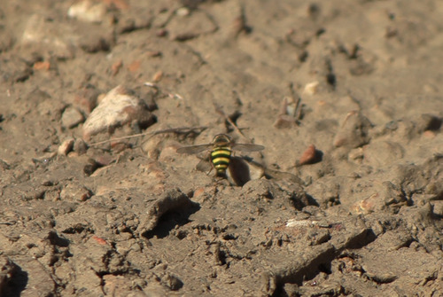 Unknown species found near Sam D. Hamilton Noxubee National Wildlife Refuge Admin Building and Visitor Contact Station, 13723 Bluff Lake Rd, Starkville, MS 39759, USA