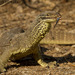 Yellow-spotted Monitor - Photo (c) Brandon Sideleau, all rights reserved, uploaded by Brandon Sideleau