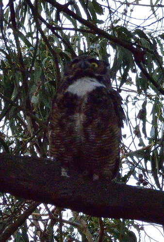 View observation of {o.common_name} on iNaturalist