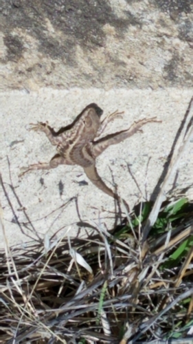 iNaturalist observation photo of Western Side-blotched Lizard