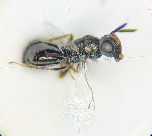 Cyclogastrella simplex