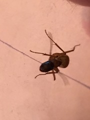 Camponotus americanus image