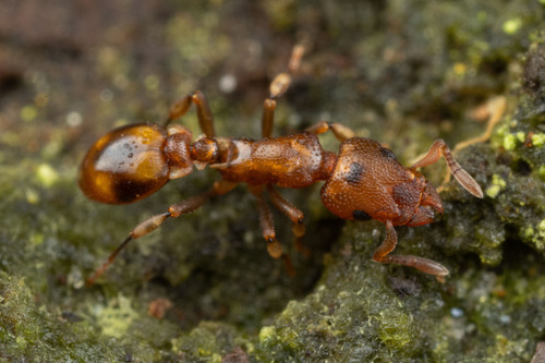 Colobostruma australis