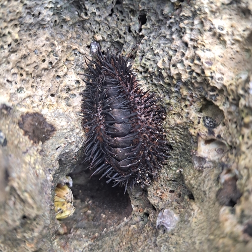 Acanthopleura spinosa