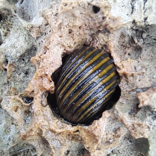Nerita costata
