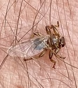 Unknown species found near Bolduc Rd, Montpelier, VT, US
