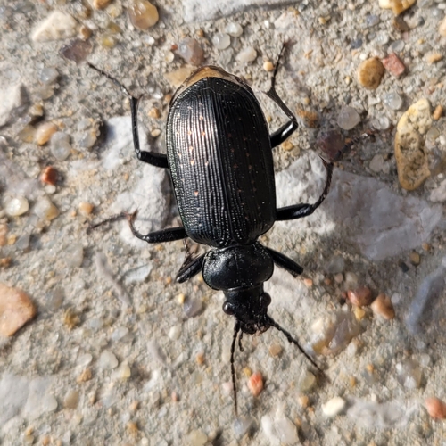 Black Caterpillar Hunter