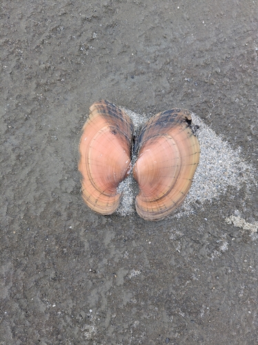 Lampsilis cardium