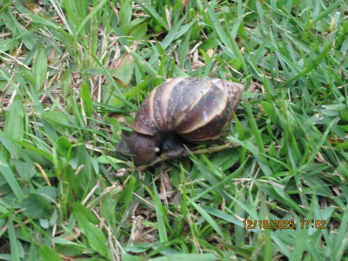 Lissachatina fulica